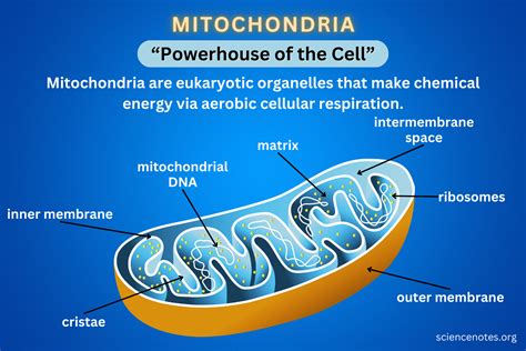 Mitochondria - Definition, Structure, Function