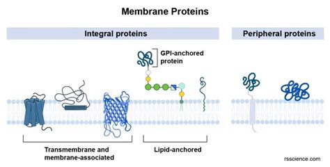 Cell membrane - definition, structure, function, and biology