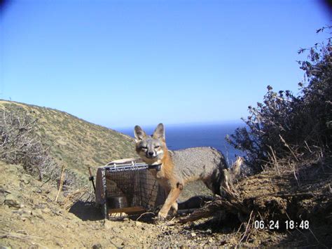 Island Fox Monitoring (U.S. National Park Service)