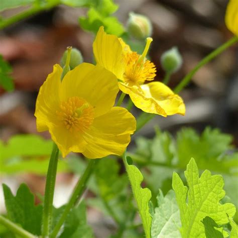 Celandine Poppy (Stylophorum diphyllum) - Garden.org