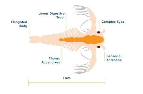 Artemia Knowledge Hub