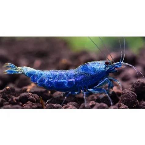 Blue Lobster Aquarium Fish, Size : 3 inch at Rs 220/piece in Howrah | ID: 22745319848