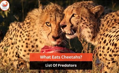 What Eats Cheetahs (Here Are Their 5 Main Predators)