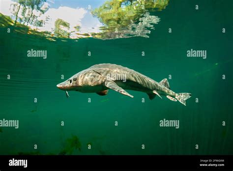 European sturgeon or Beluga sturgeon, Huso huso Stock Photo - Alamy