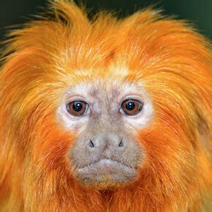 Golden Lion Tamarin Headshot | Golden lion tamarin, Rainforest animals, Zoo animals