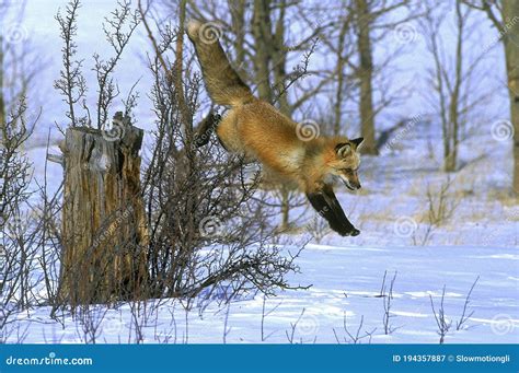 RED FOX Vulpes Vulpes LEAPING DOWN in SNOW , CANADA Stock Image - Image of snow, north: 194357887