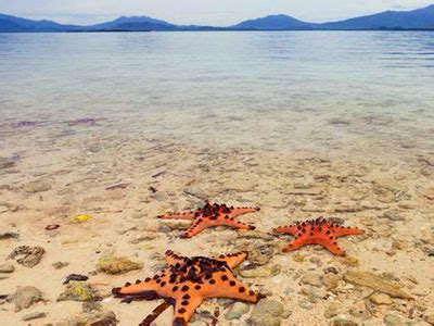 Honda-Bay-Starfish-Island - RealBreeze Davao Tour Packages