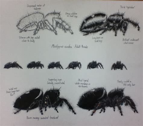 Phidippus audax: Profile by Tenodera252 on DeviantArt