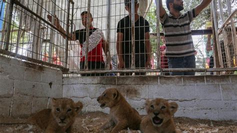 Palestine Reopens Gaza Zoo But Conditions are Just as Bad | Al Bawaba