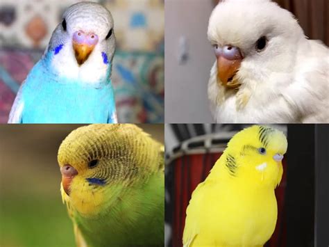 Budgie Cere Guide: Color, Color Transition, Age, Health, Breeding Conditions, Shape, Mutations