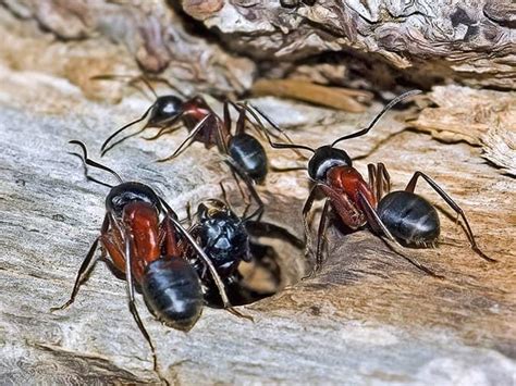 Wood Damage & Other Carpenter Ant Infestation Warning Signs