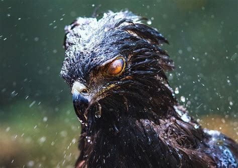 Black Hawk-Eagle Protects Its Eyes With Nictitating Membrane During ...