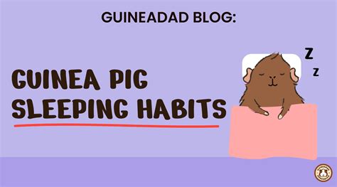 Guinea pig sleeping habits