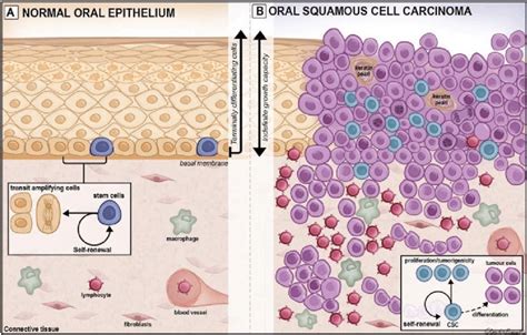 Squamous Epithelium Diagram