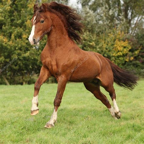 Nice chestnut welsh pony stallion jumping — Stock Photo © Zuzule #23966615