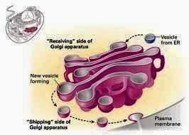 Erfin"s Blog: BIOLOGI: Fungsi BADAN GOLGI