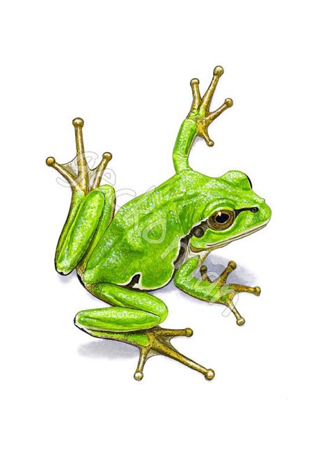 Green Tree Frog Drawing at PaintingValley.com | Explore collection of ...