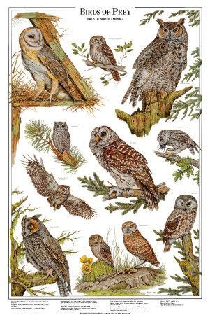 'Owls A - Birds of Prey' Prints | AllPosters.com