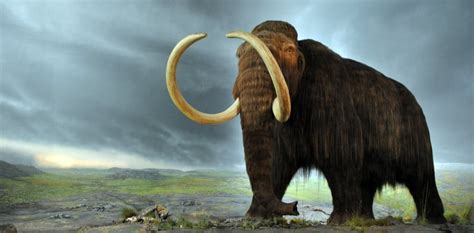 Real Ice Age Animals