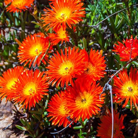 Ice Plant Drought Resistant Orange Livingstone Daisy Ground Cover Plant ...