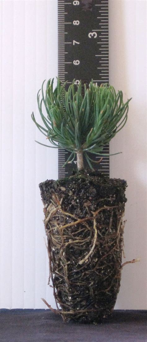 Pinus mugo, pumilio: Dwarf Swiss Mountain Pine (Plugs) | Brooks Tree Farm