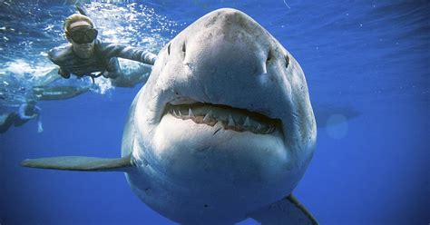 Researchers encounter huge great white shark