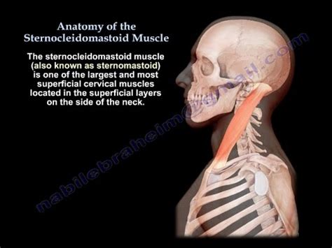 Anatomy Of The Sternocleidomastoid Muscle - Everything You Need To Know ...