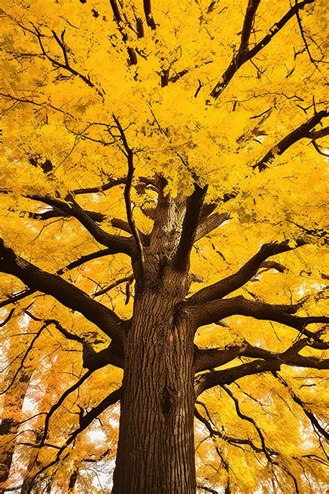 Pohon Maple Kuning Musim Gugur Oleh Jeff Goth Latar belakang Gambar Wallpaper Untuk Download ...