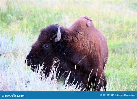 Bisonte Americano De Parque Nacional De Yellowstone Imagem de Stock - Imagem de bisonte ...