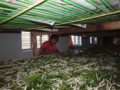 Silk Farming - Sericulture - India - Let's meet on earth