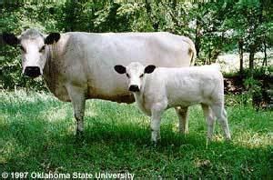 British White cattle - Alchetron, The Free Social Encyclopedia