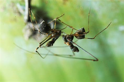 Scientists Discover 18 New Spider-Hunting Pelican Spiders in Madagascar ...