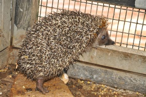 Eastern European hedgehog/ Erinaceus concolor - ZooChat