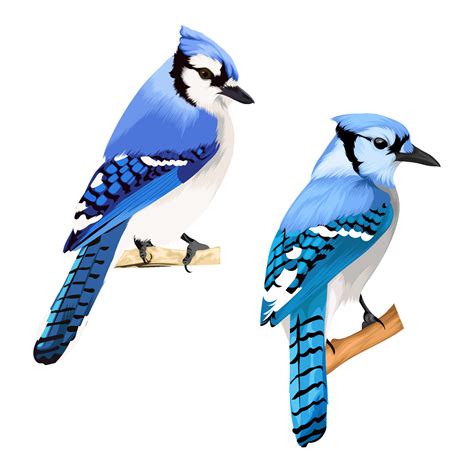 Two Blue jay bird vector 13236143 Vector Art at Vecteezy