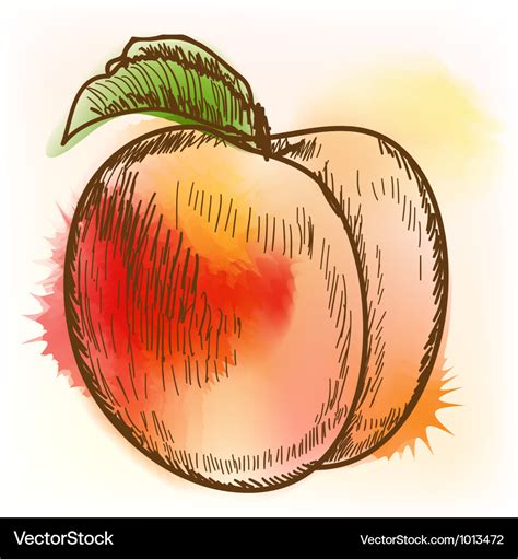 Peach watercolor painting Royalty Free Vector Image