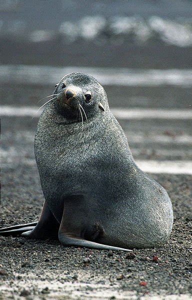 Antarctic Fur Seal