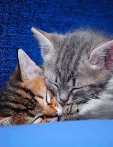 Sleeping kittens stock image. Image of domestic, brother - 19294309