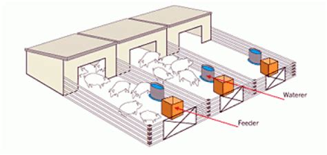 Drawing of low intensity pig housing with outside pen. #ChickenHouses | Pig house, Pig pen, Pig ...