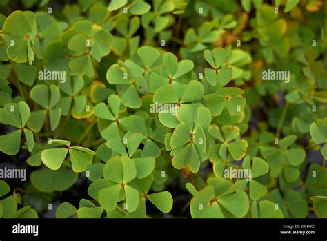 Marsilea hi-res stock photography and images - Alamy