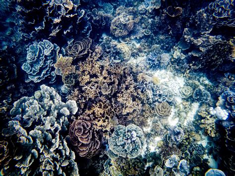 Underwater coral shots on the Ningaloo Reef 8353723 Stock Photo at Vecteezy