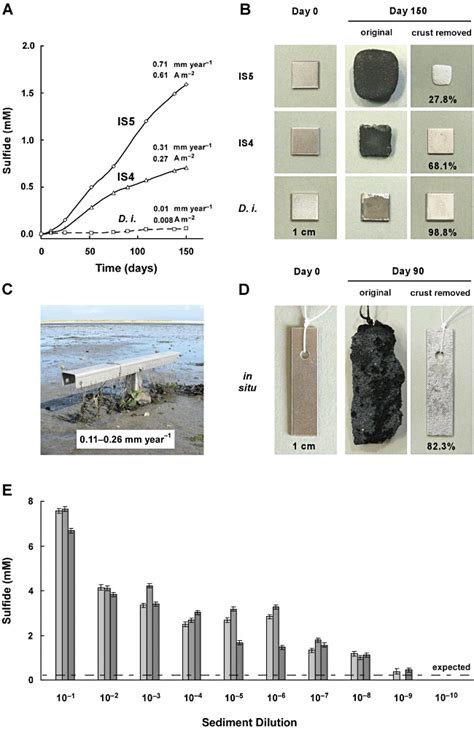 Corrosive sulfate-reducing bacteria in pure cultures and in situ. A.... | Download Scientific ...