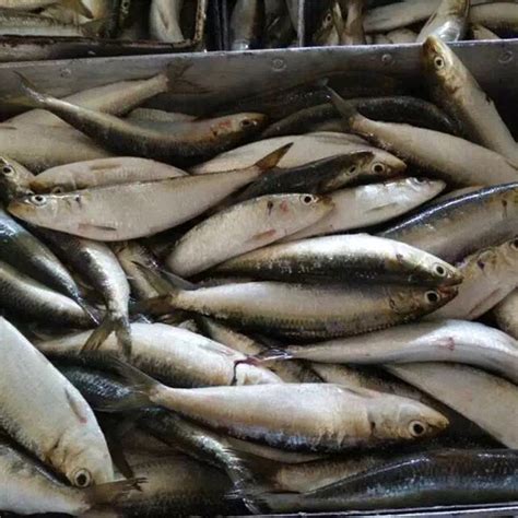 Whole fresh Frozen pilchard fish,South Africa price supplier - 21food