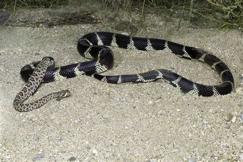 King Snake Eating Diamond-back Rattlesnake | Focusing on Wildlife