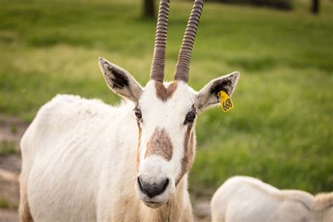 National Animal Of UAE | Arabian Oryx