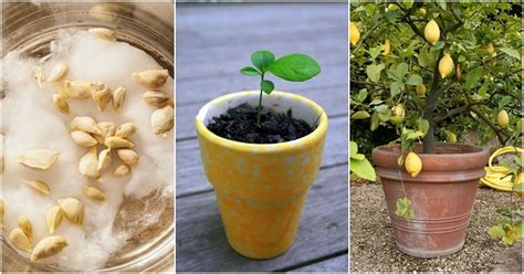 How To Grow A Lemon Tree From Seed No Matter Where You Live