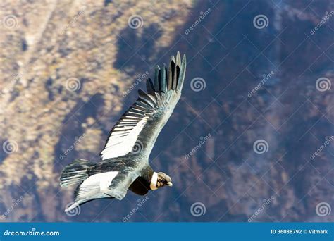 Flying Condor Over Colca Canyon,Peru,South America. this Condor the ...