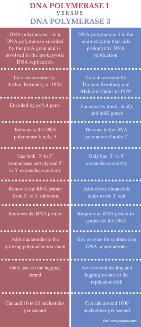 Difference Between DNA Polymerase 1 and 3 | Definition, Structure, Function, Comparison