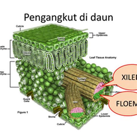 Jaringan Pengangkut Pada Tumbuhan - Homecare24