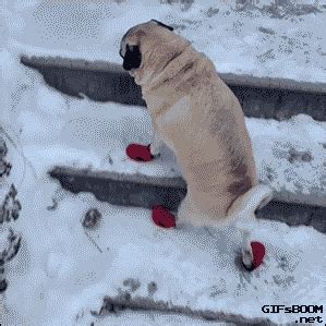 Dog GIFs - Find & Share on GIPHY