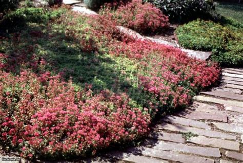 Sedum spurium | HGTV